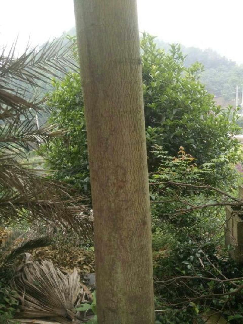 栾树10~12cm10~12cm3.5~4米