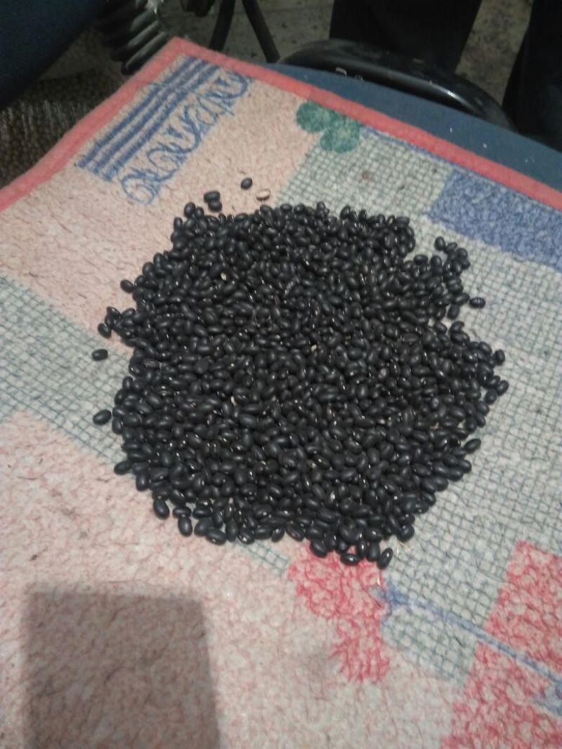 红小豆袋装