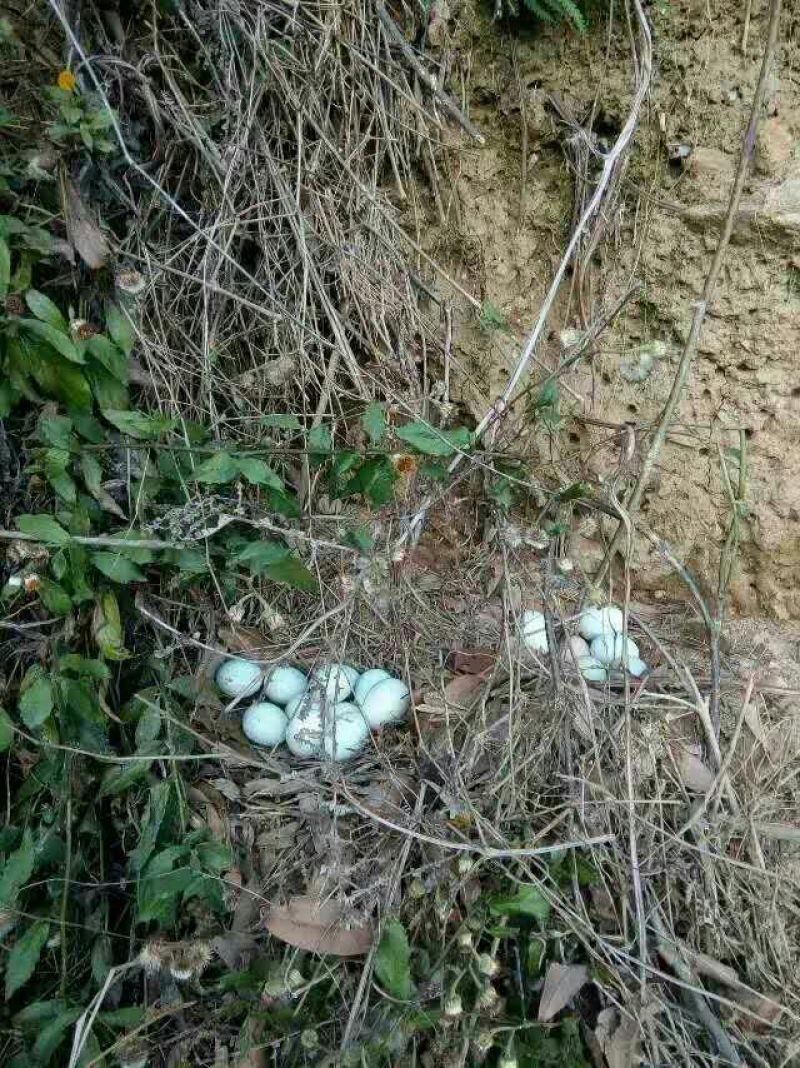 绿壳鸡蛋食用50g以下