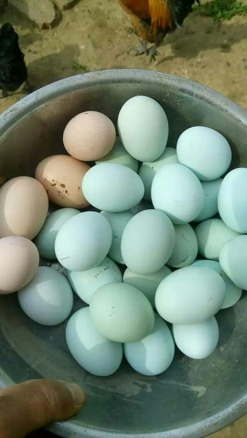 绿壳鸡蛋食用50~60g