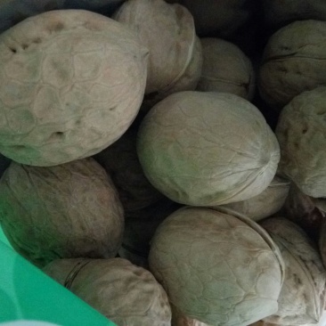 薄皮核桃去皮干