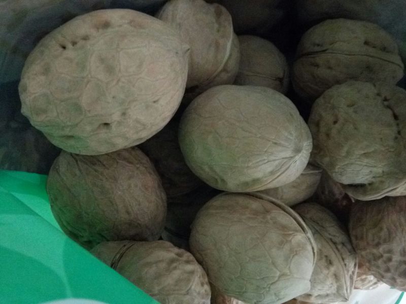 薄皮核桃去皮干