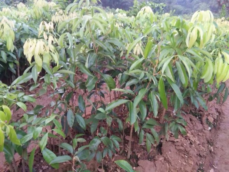 无核荔枝苗
