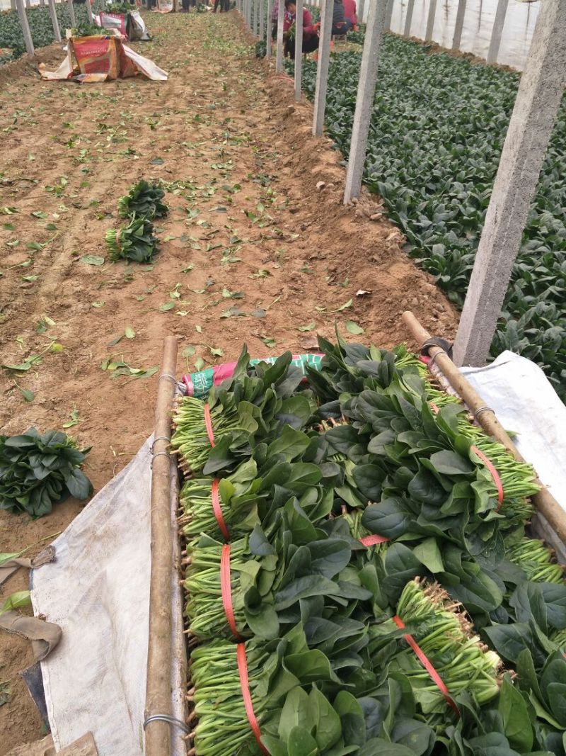菠菜20~25厘米