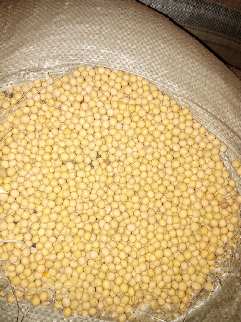 芽豆食用