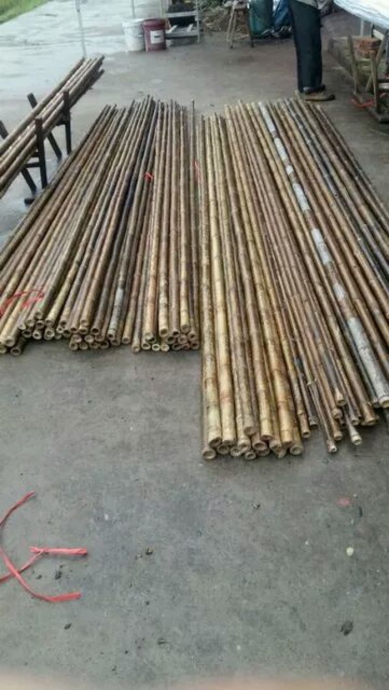 斑竹5~6m