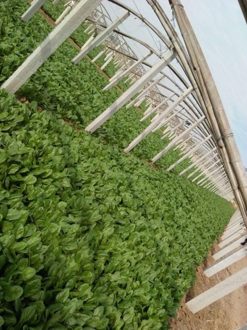 越冬菠菜15~20厘米