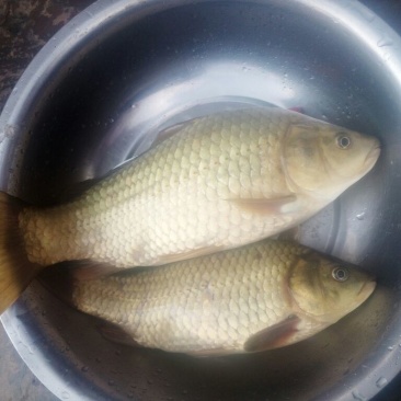 黄金鲫食用