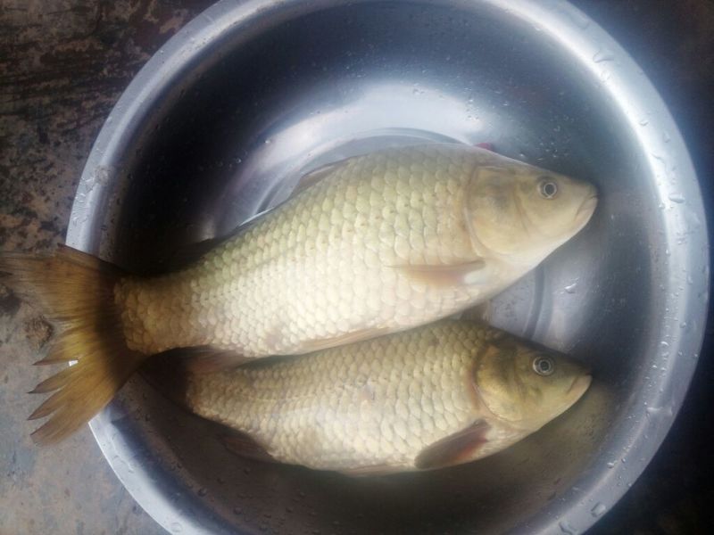 黄金鲫食用
