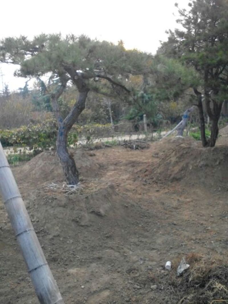 造型松12公分