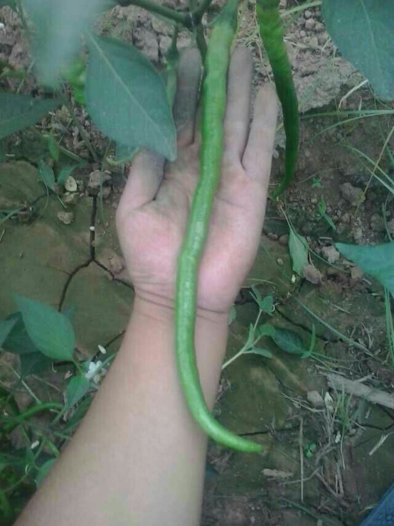 线椒