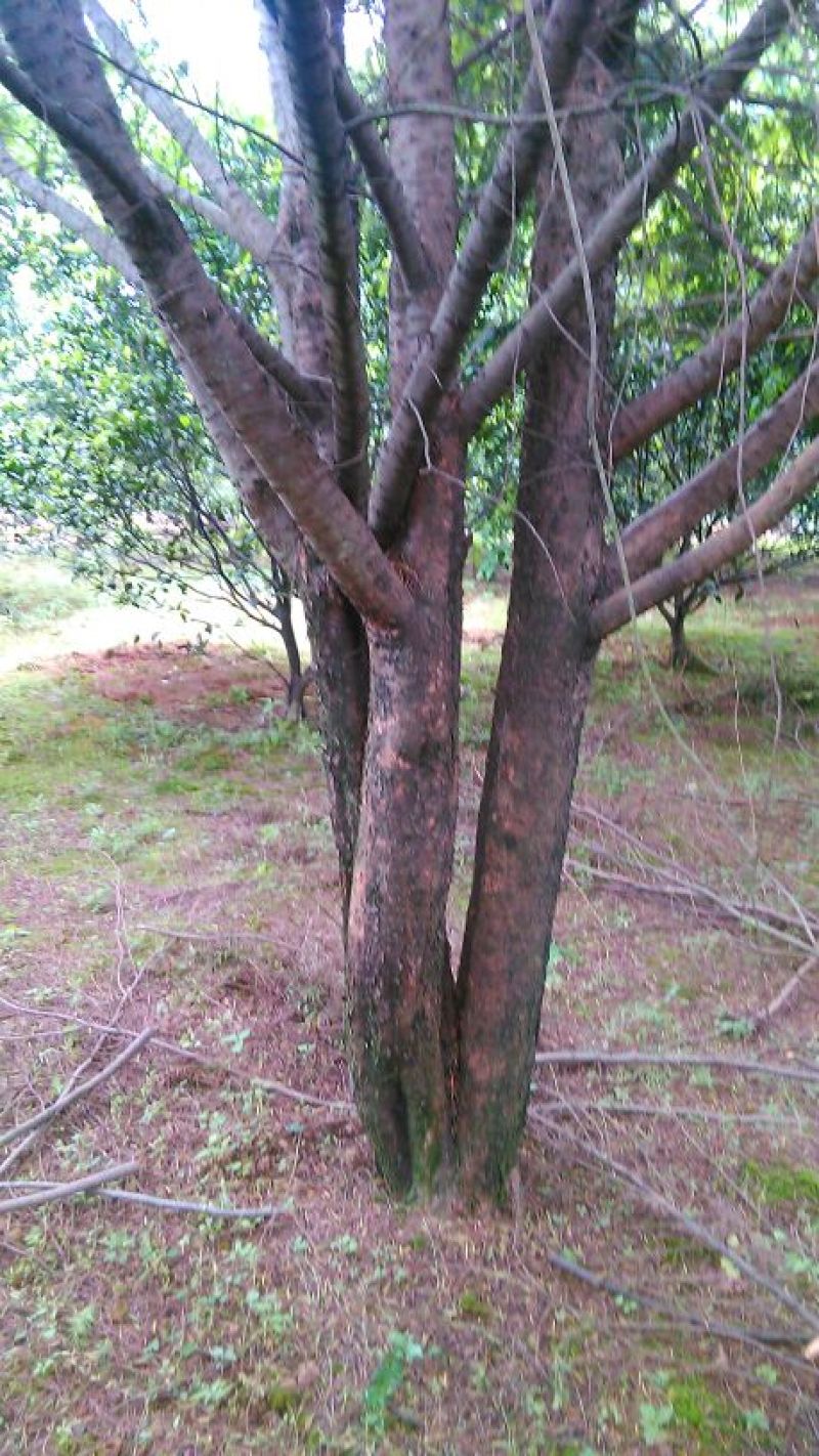 红豆杉树桩25~30cm
