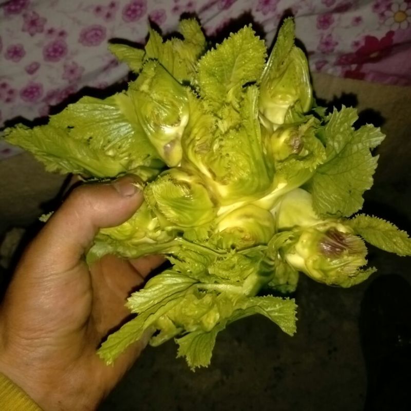 儿菜5两以上