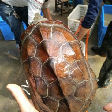1斤半至3斤左右
