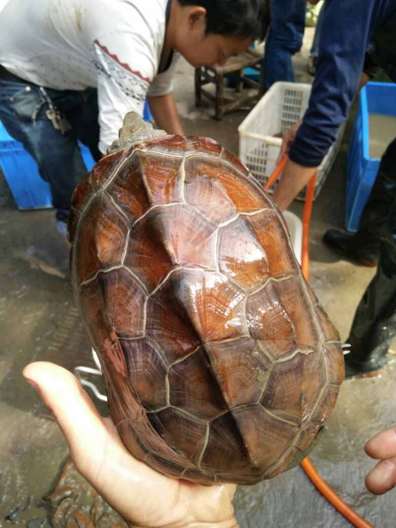 1斤半至3斤左右
