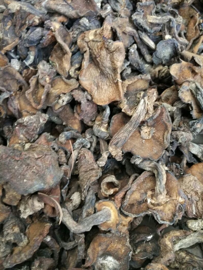 松蘑一级