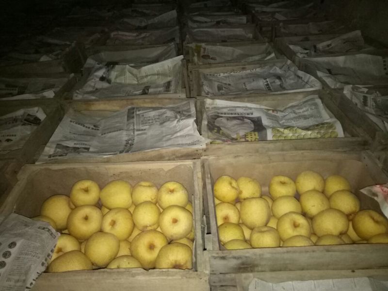 砀山梨250~300g光果