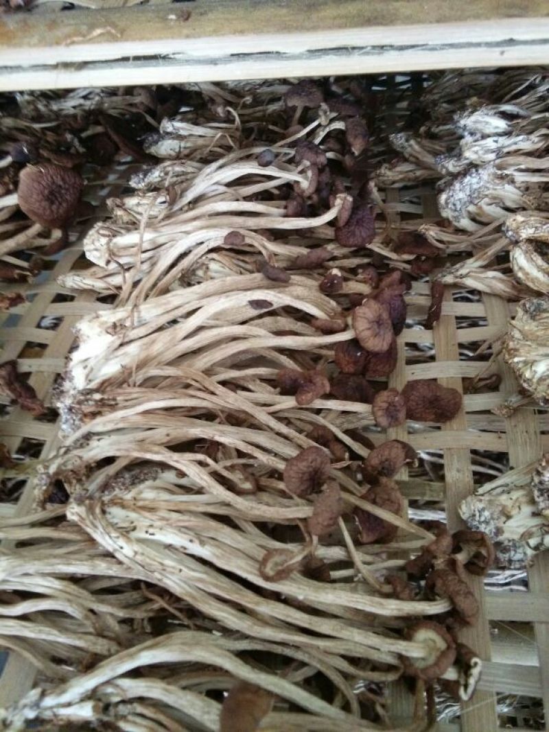 鲜茶树菇