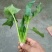 大叶菠菜15~20厘米