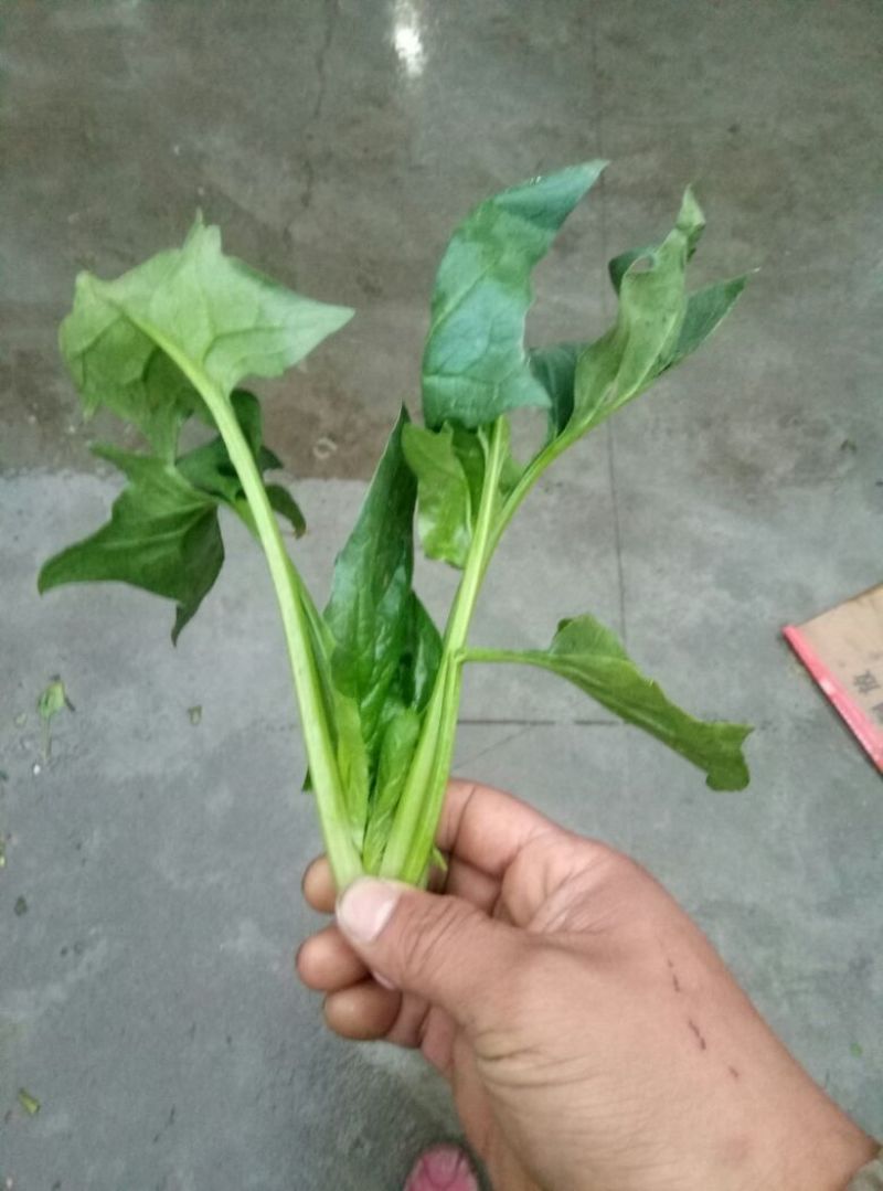 大叶菠菜15~20厘米