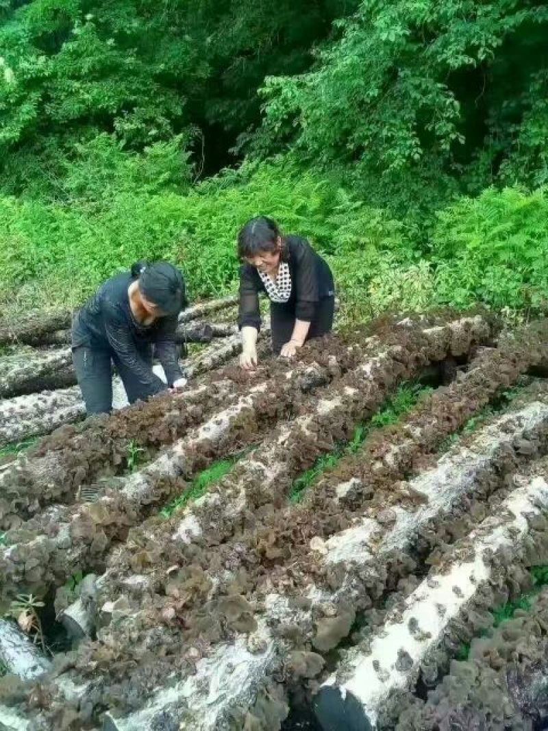 黑木耳一级