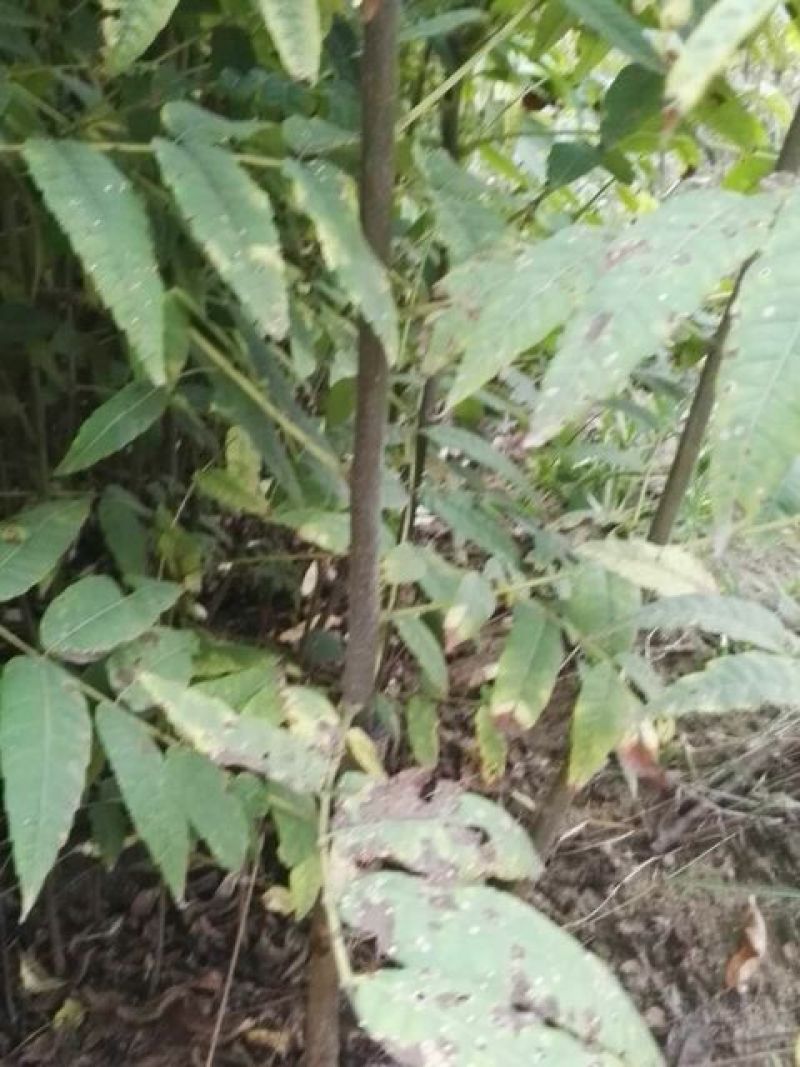 红油香椿树81~110cm