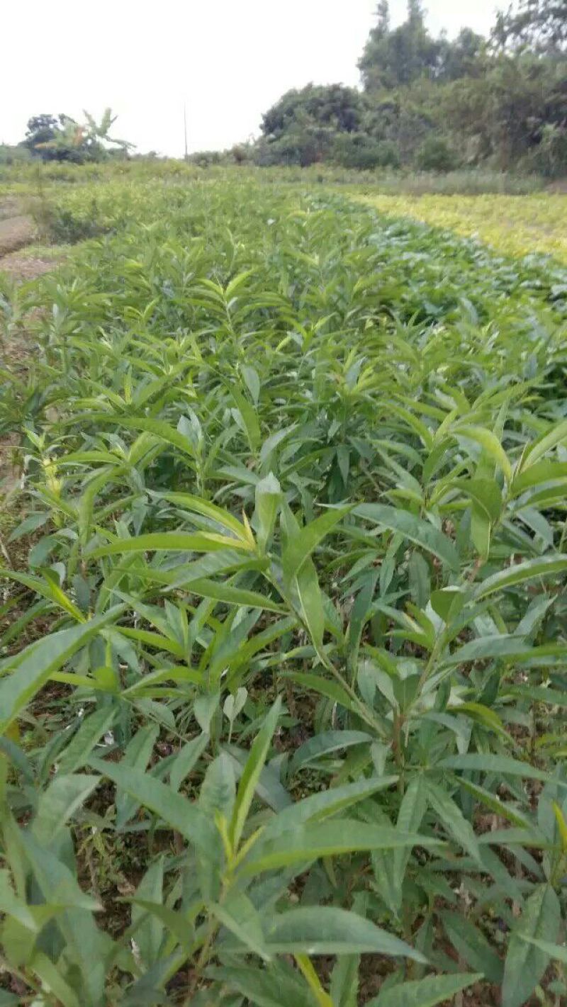 鹰嘴蜜桃苗