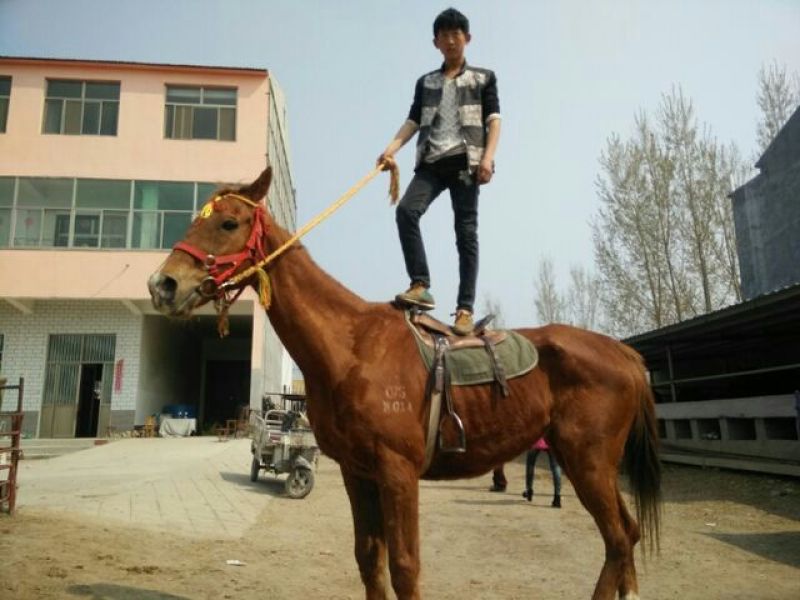 半血马