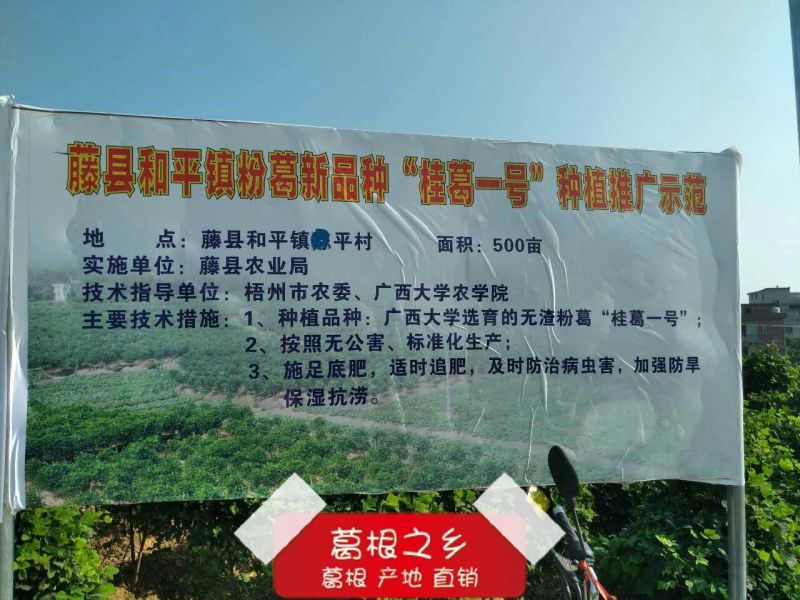 广西藤县葛根苗粉葛苗高产葛根苗粉葛苗