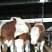 育肥牛犊100~200kg,支持视频看货,专业养殖
