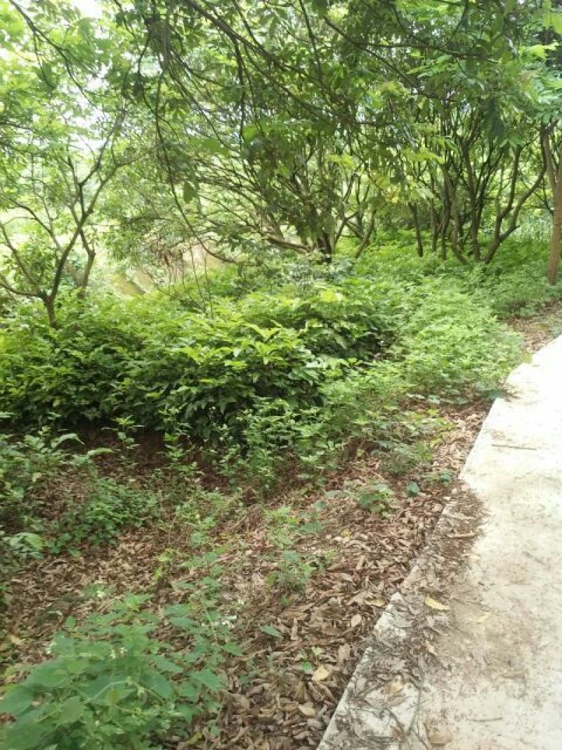 番石榴苗红宝石番石榴