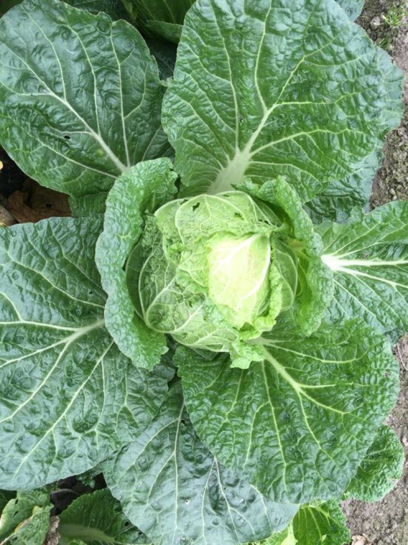 黄心白菜2-4斤秋胜，彭州冬白菜大量上市了