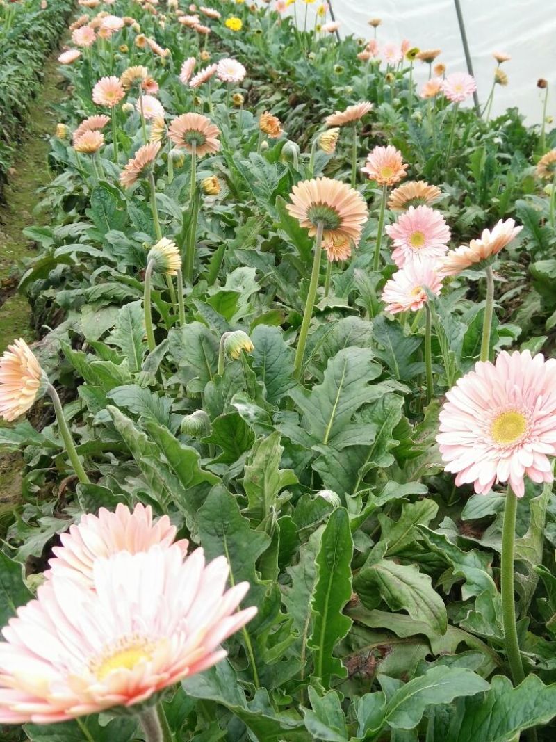 非洲菊鲜切花18枝一扎浙江海宁基地发货