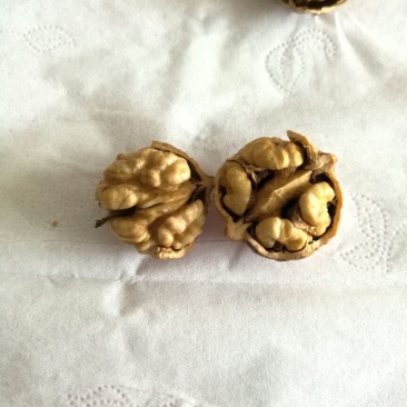 薄皮核桃25mm以下去皮