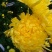 菊花茶
