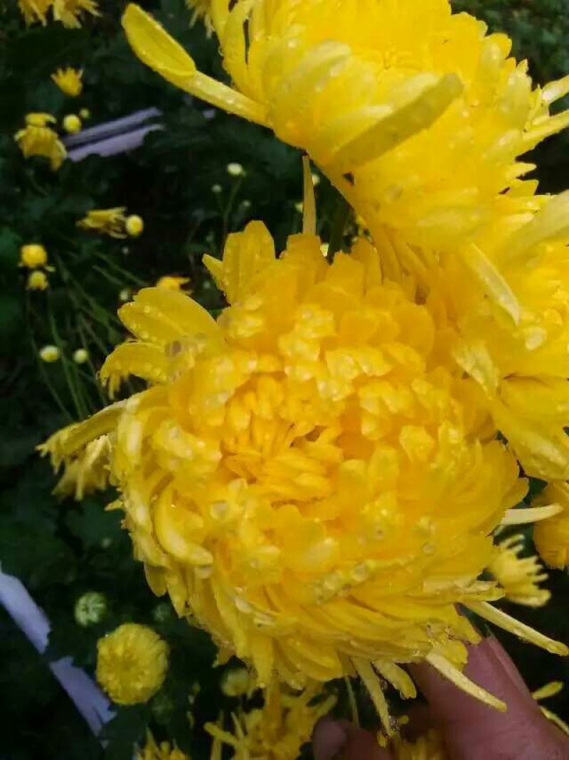 菊花茶