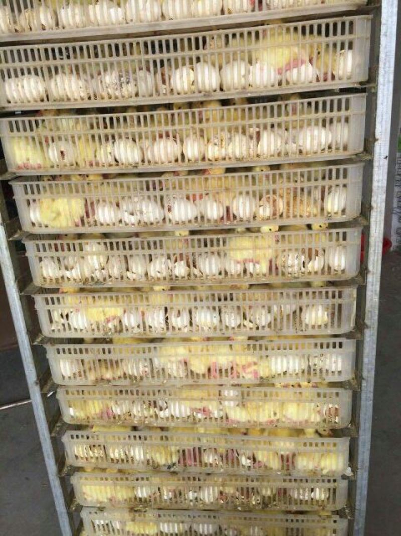 鹅苗250g以下