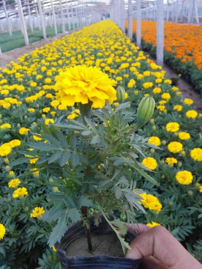 孔雀草