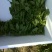 名门菠菜25~30厘米
