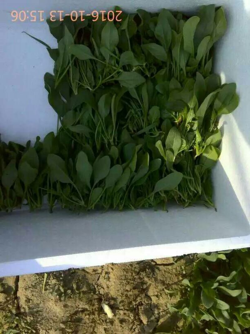 名门菠菜25~30厘米