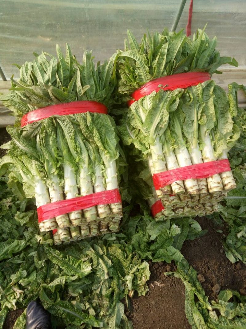尖叶莴笋青皮青肉刚上市