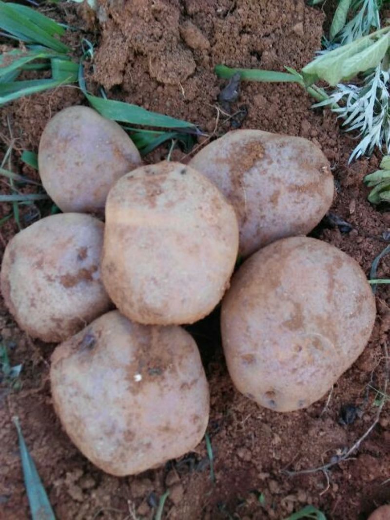土豆种子