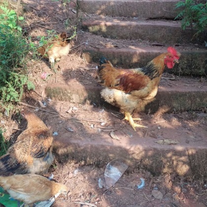 四川宜宾市宜宾县红公鸡 散养 8~10斤批发_张