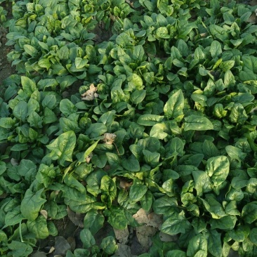 大叶菠菜15~20厘米