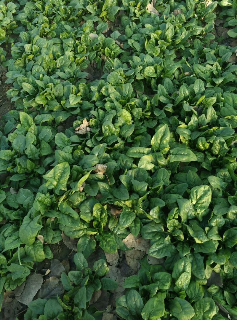 大叶菠菜15~20厘米