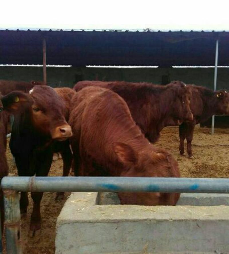 肉牛200斤以下