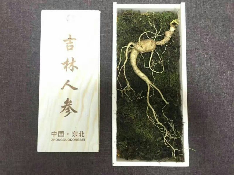 林下参