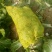 大白菜4~6斤