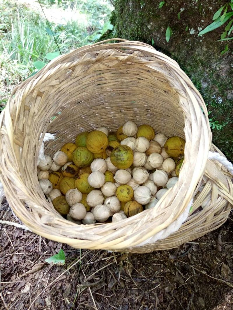 山核桃去皮