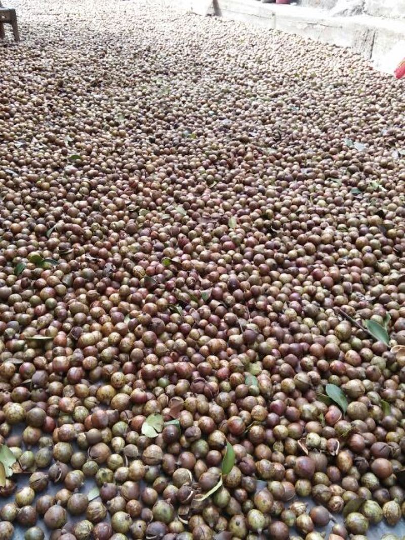 油茶籽99%以上